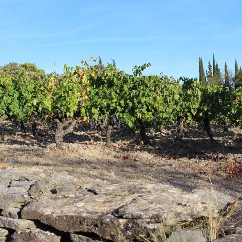 vignes du Minervois